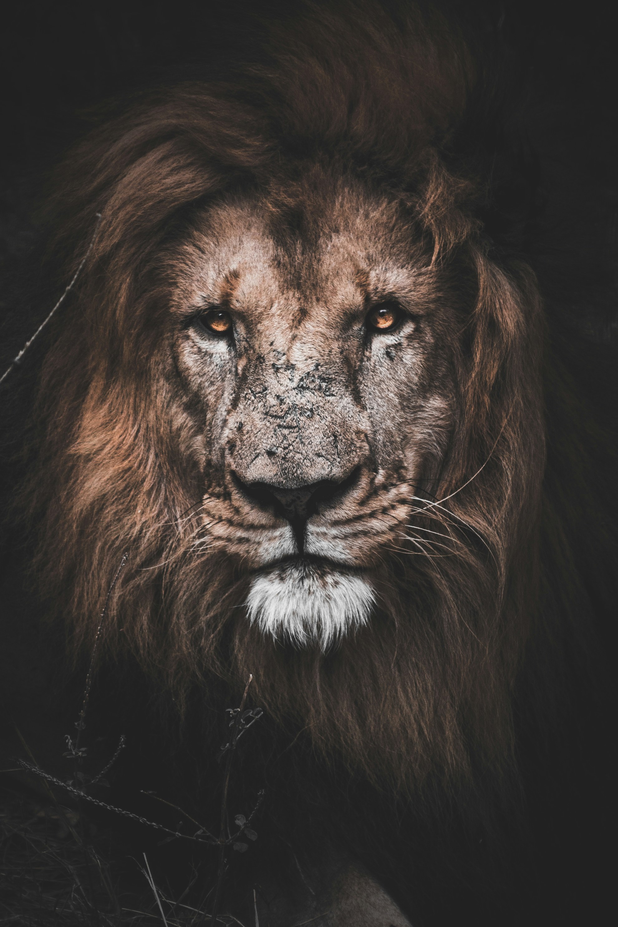 Picture of a Lion