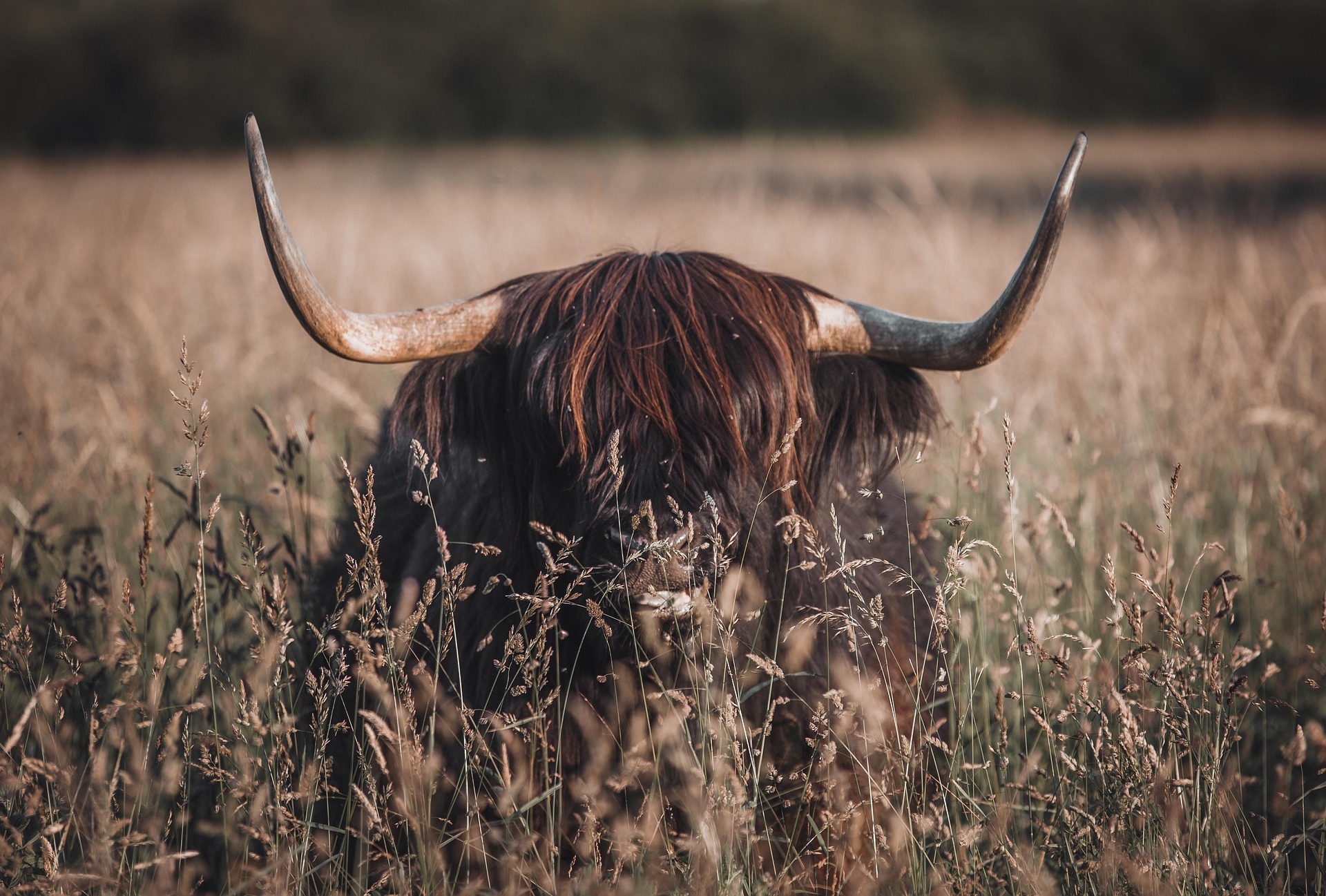 picture of Highland Cow